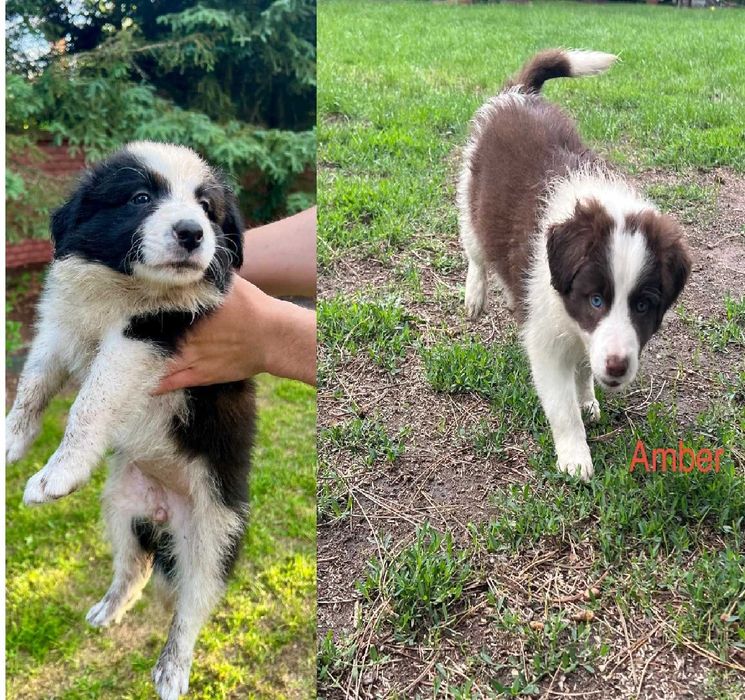 Border Collie – samice z rodowodem | ur. 26.04.2026 | odbiór od 1 lipca
