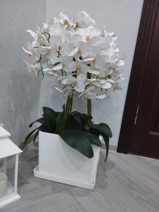 Орхідея декоративна
