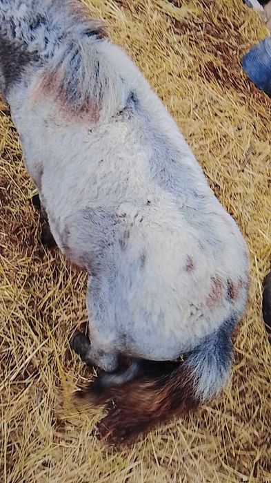 Pônei  Appaloosa com 7 meses já anda há corda