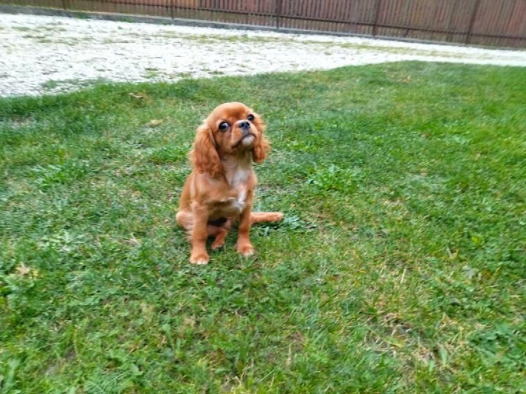 Cavalier King Charles Spaniel
