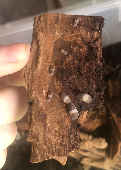 Мокриці (оранжеві і панди )