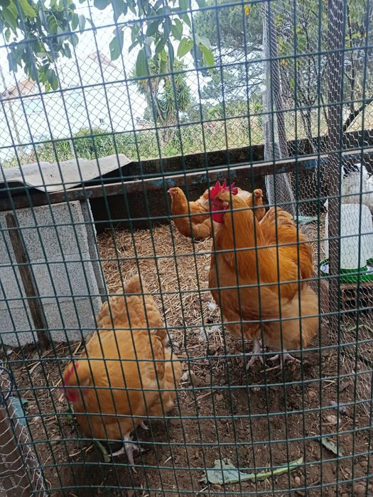 Ovos  de orpington