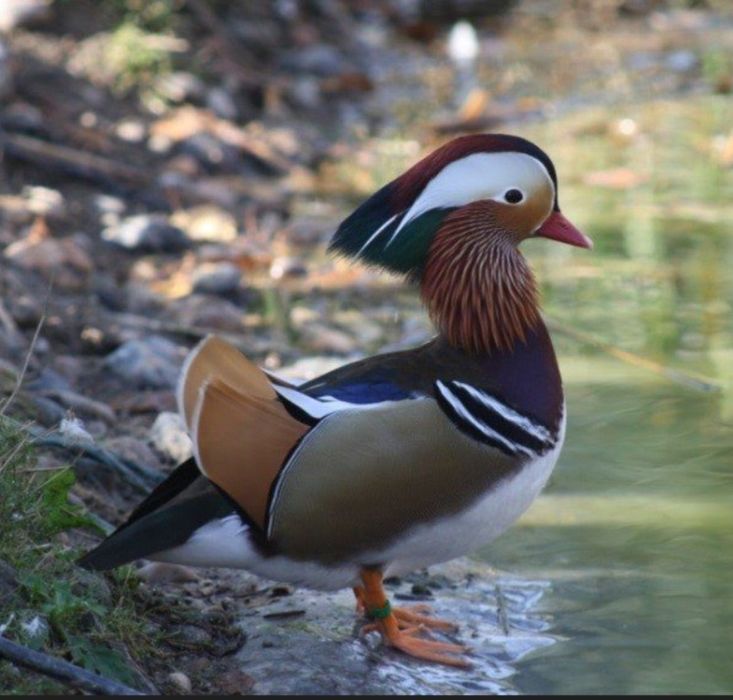 Casal mandarins 2025