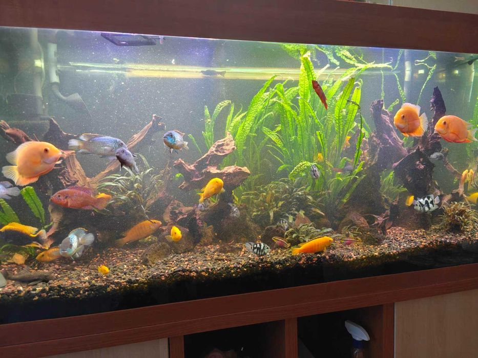 Продам аквариумных рыб