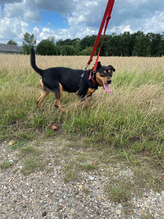 Zyguś - psiak do pokochania