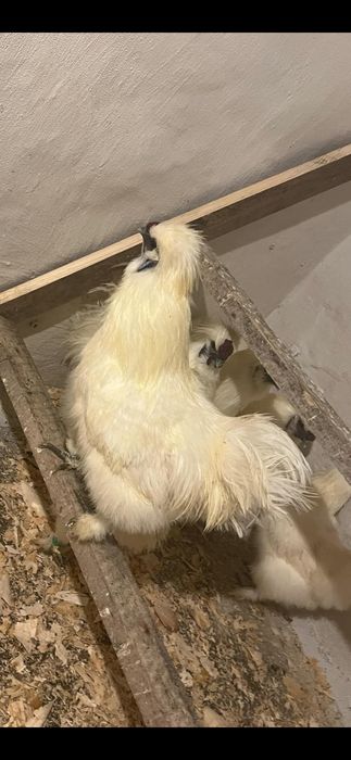 Biały   kogucik silei