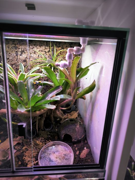 Dysza systemu zraszania paludarium terrarium NOWE dendrobates