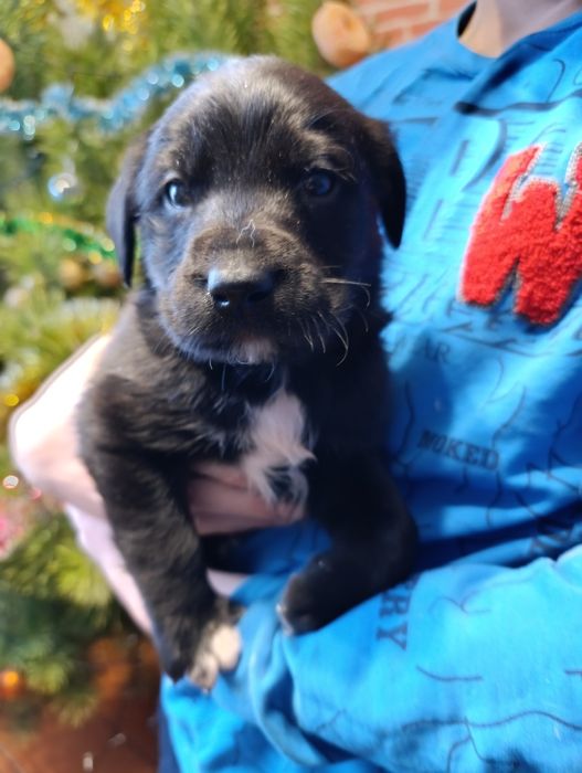 Віддам в добрі руки