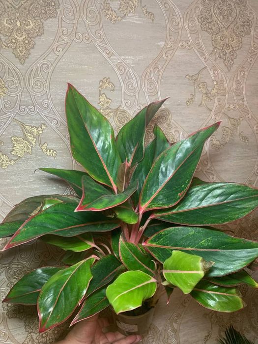 Аглаонема Кріт ( Aglaonema Crete )