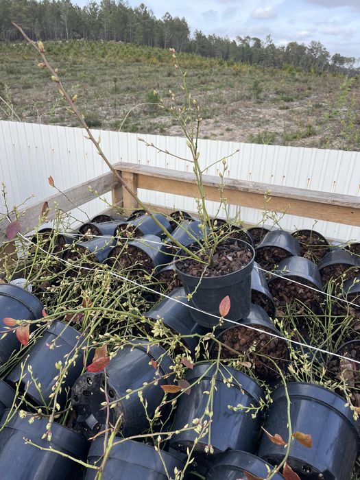 Plantas mirtilo Inverno 2026