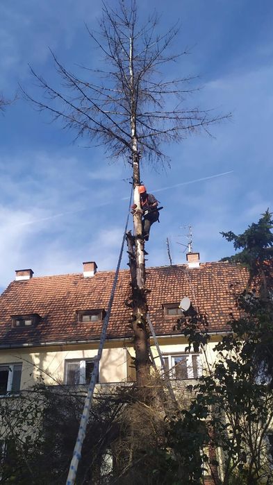 Wycinka drzew przycinanie korony tuii wywóz gałęzi, czyszczenie rynien
