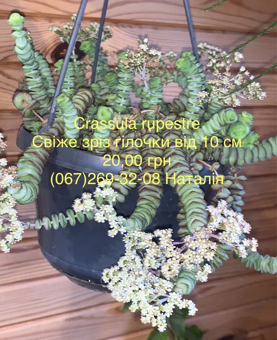 Крассула види, товстянка, грошове дерево. Горщики