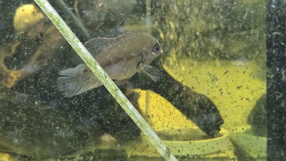 Papagaio Verdadeiro (Hoplarchus psittacus)