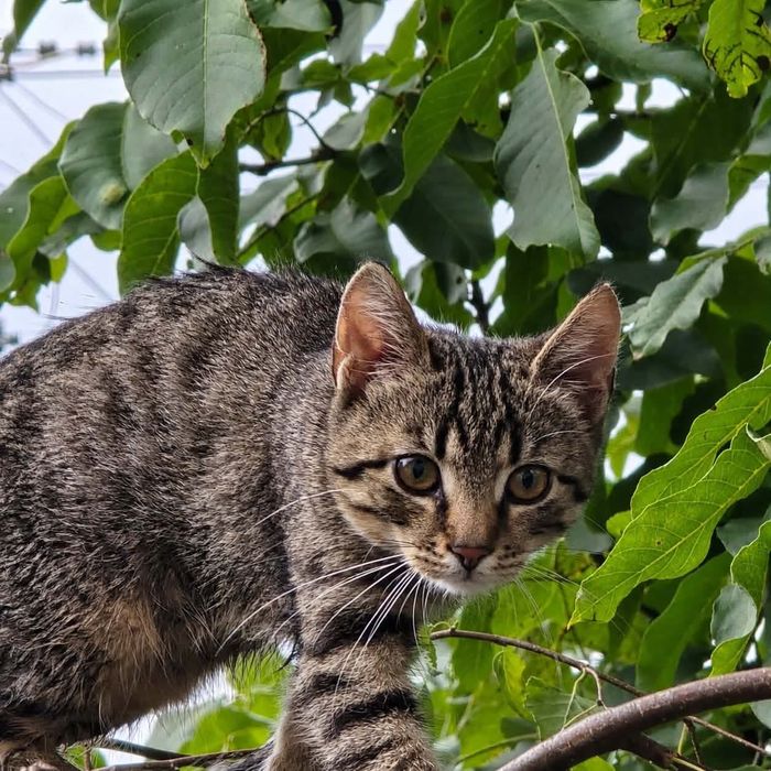 Florek kot adopcja schronisko kocurek
