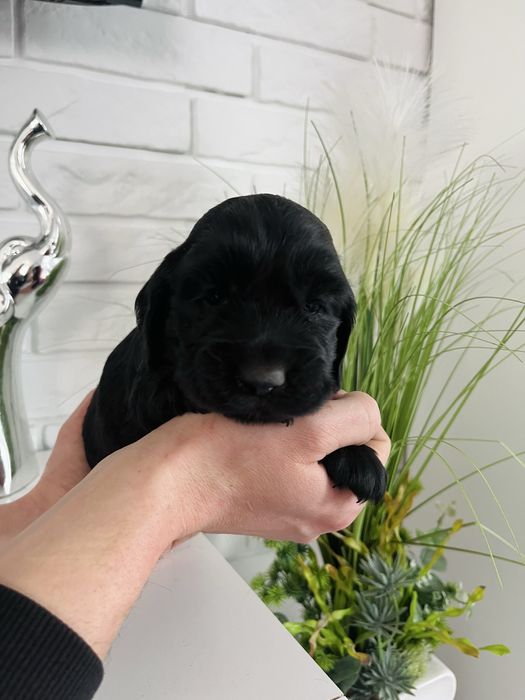 Cocker spaniel angielski suczka Bella