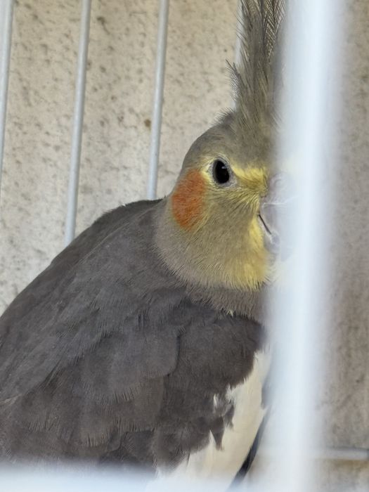 3 Caturras pra venda