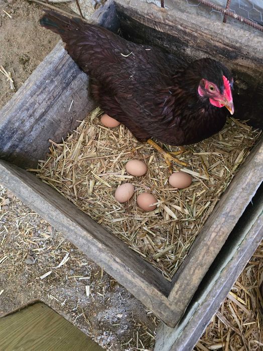 Ovos galados  Rhode Island Red