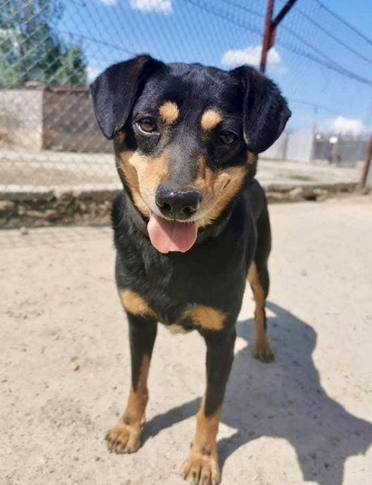 Ramzes prosi o szansę ...