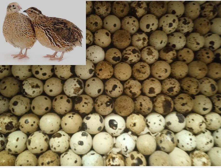 Перепелині яйця .
