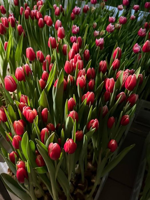 Тюльпани до 8 березня опт, український та голландський тюльпан