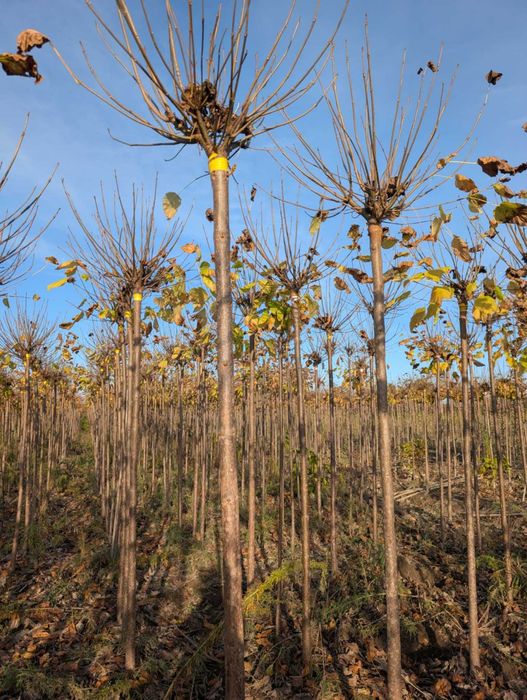 Catalpa Katalpa ,,nana'' wysokość 220cm 90zl obw12-14