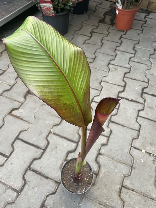 Bananowiec abisynski Maureli