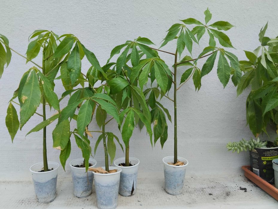 Planta Seiba speciosa.