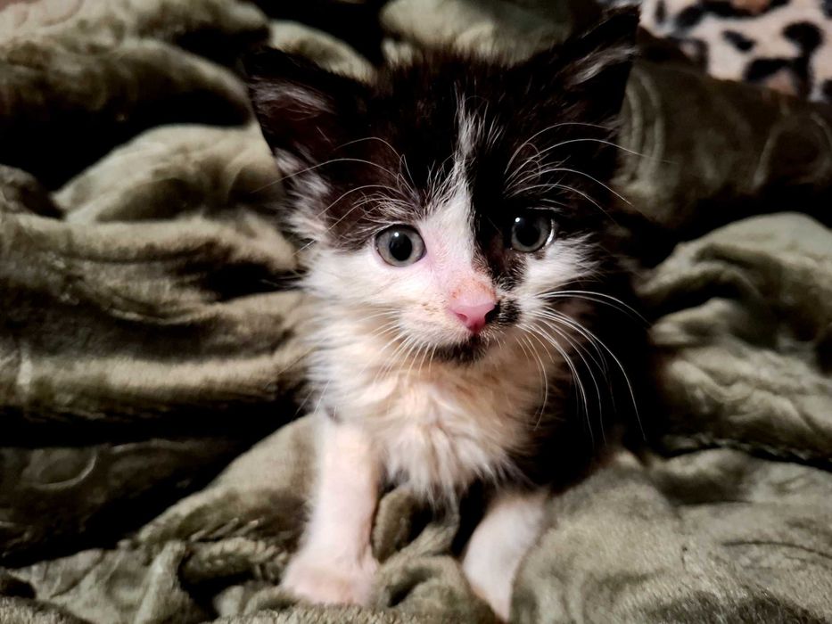 Bolek 11 tyg kocurek szuka domku