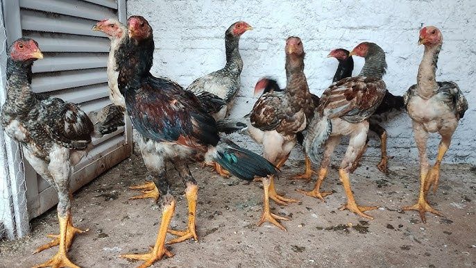 Frangos/ as ( Índio Gigante