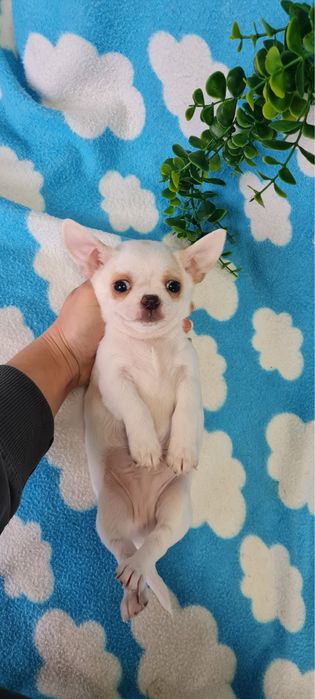 Excecional menino mini Chihuahua/Chiuaua de Qualidade