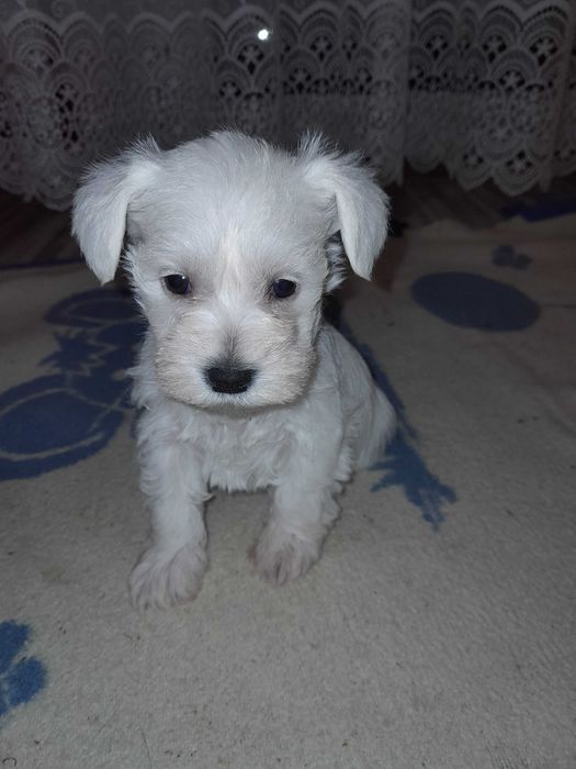 suczka sznaucer miniaturowy