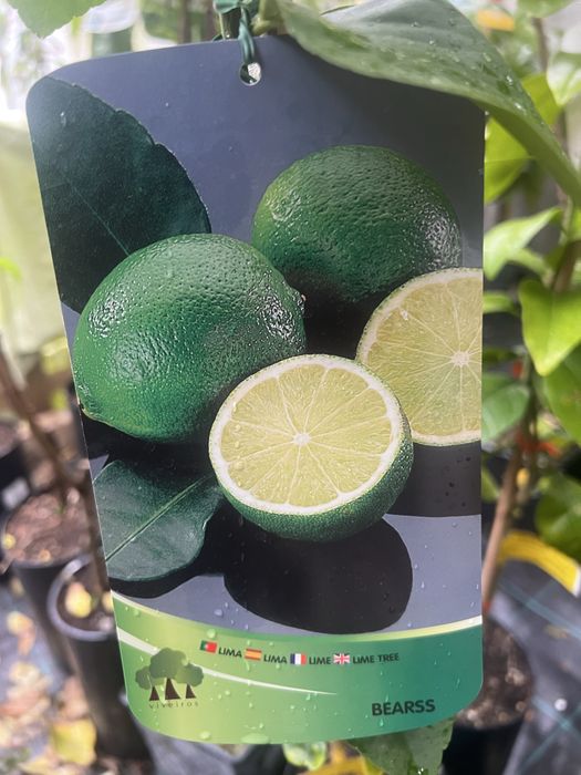 Várias variedade de citrinos