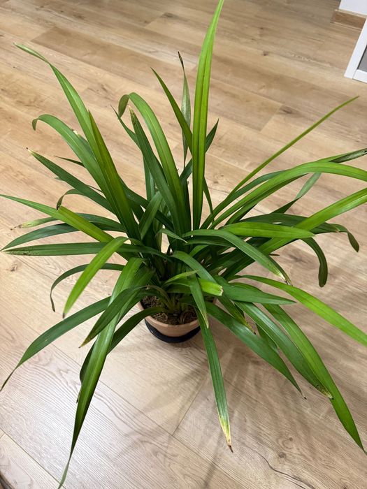 Cymbidium storczyk