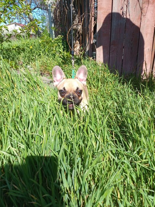 Ищем девочку для мальчика