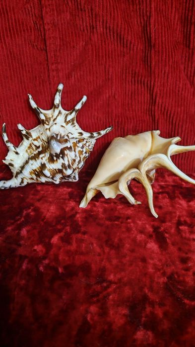 Две ракушки ламбис с красивой окраской