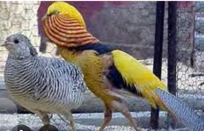 Faisões gigi muito bonitos