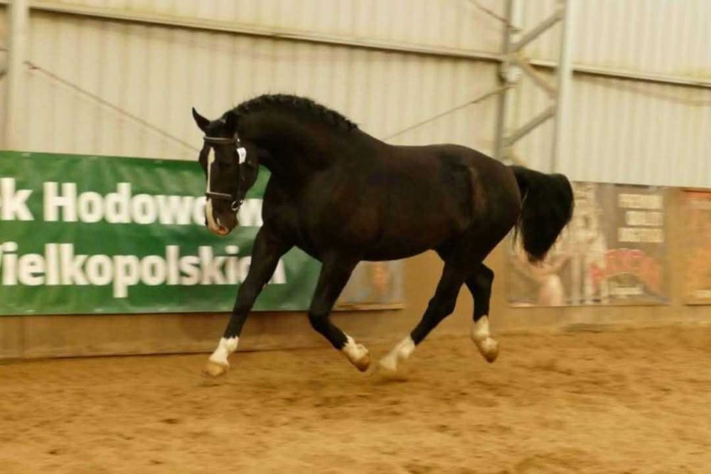 Stanówka ogierem śląskim Rezun G