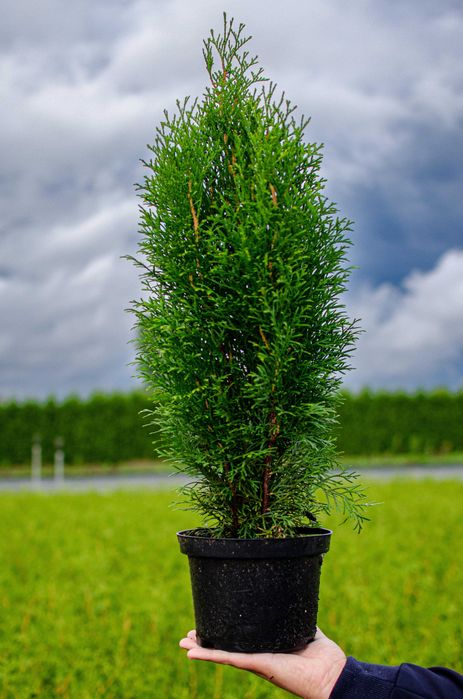 Tuja tuje szmaragd 60 - 80 cm  dostawa gratis