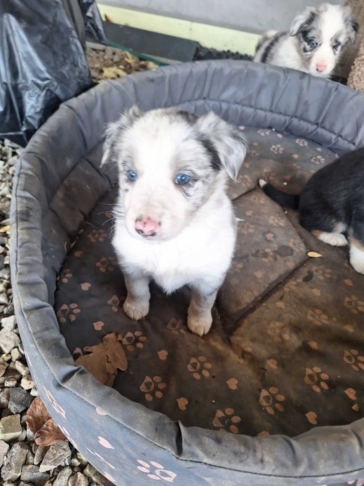 Border collie blue merle róznooki piesek Rabel