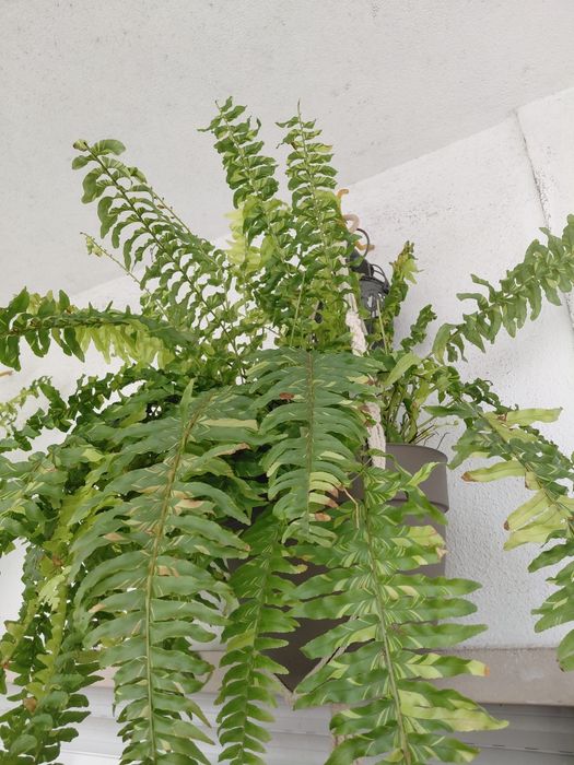 Samambaia Variegata
