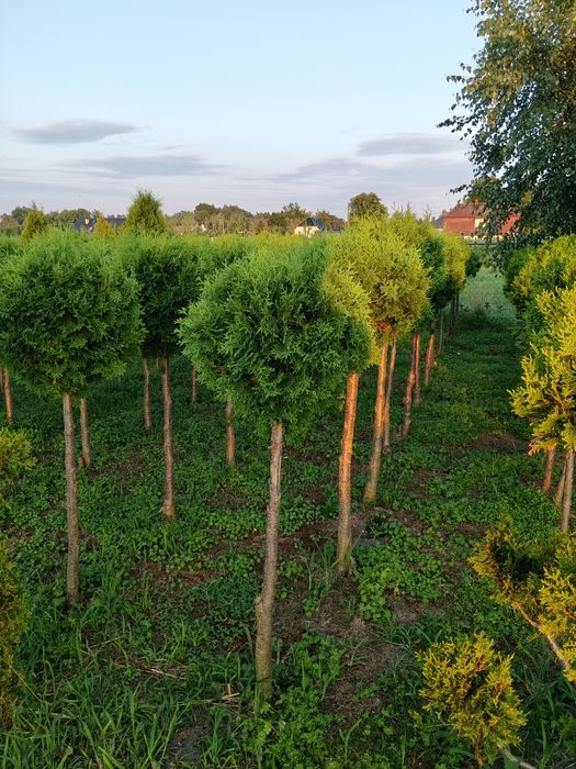Kula formowana na pniu - Thuja Columna