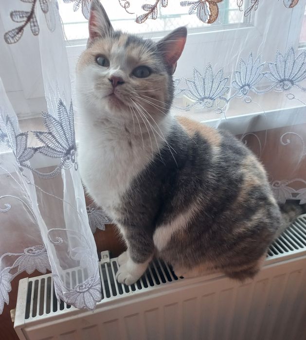 Адель проситься в сім'ю