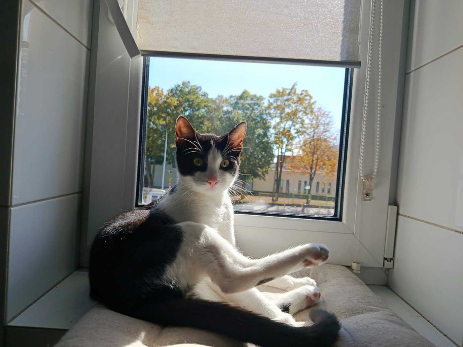 Niko: mały skarb, który roztopi każde serce. Gotowy do adopcji!