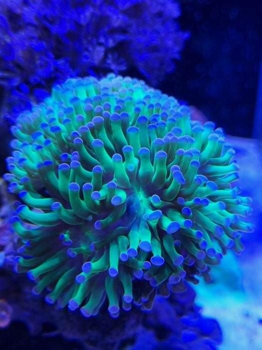 Vendo corais lps e soft