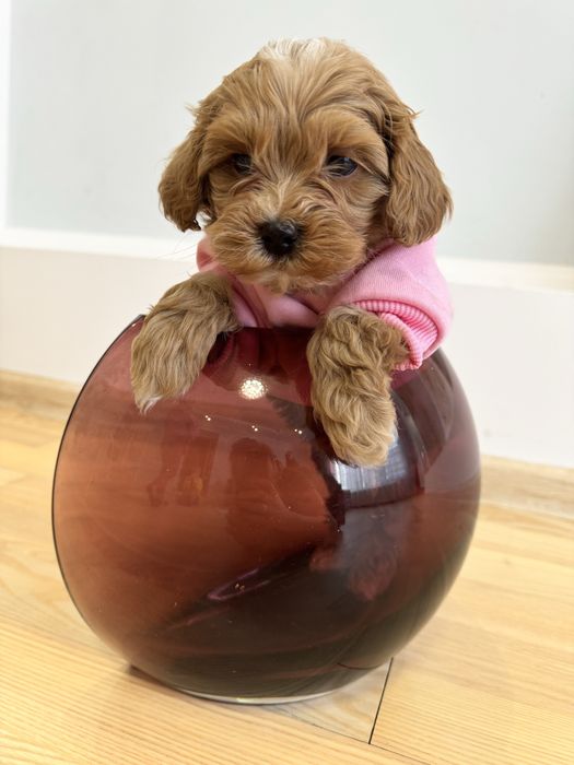 Мальтіпу дівчатка