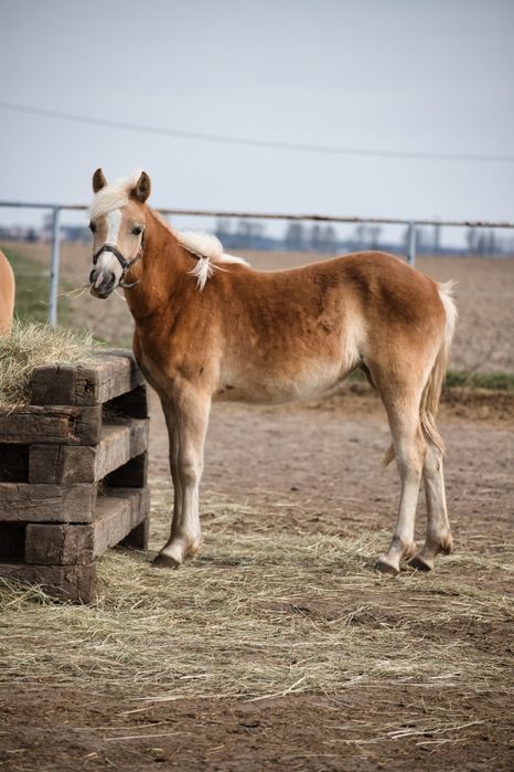 Klacz  haflinger