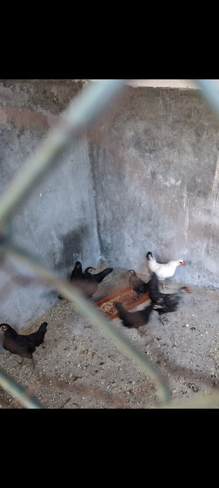 Galos e Galinhas Cocós de Várias Idades