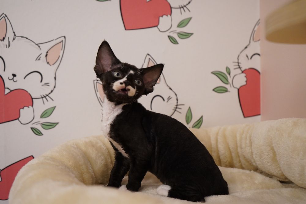 Kotka Devon Rex KENYA