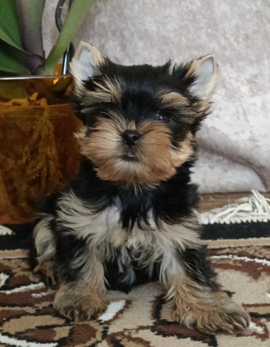 Щастя в дім хлопчик