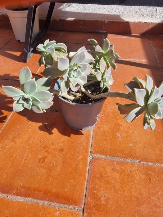 Vendo suculenta planta fantasma